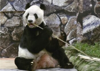 Ursul panda uriaș Eimei a murit în China după repatrierea din Japonia