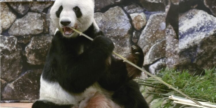 Ursul panda uriaș Eimei a murit în China după repatrierea din Japonia
