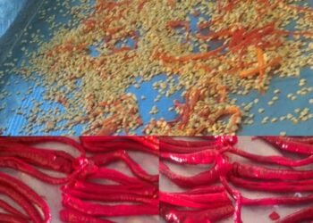 20 de tone de boia iute, confiscate dintr-un camion românesc