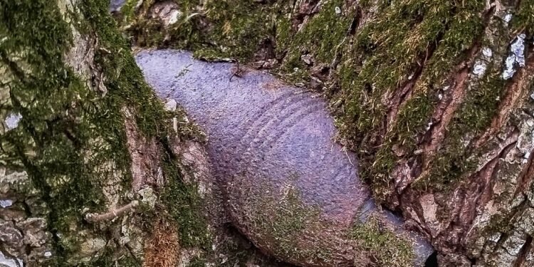 Bombă găsită într-un copac