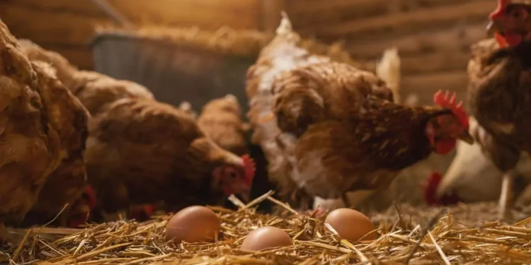 Afacerea cu găini închiriate a luat avânt