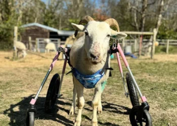 O oaie s-a adaptat la viața în scaun cu rotile