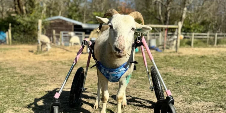 O oaie s-a adaptat la viața în scaun cu rotile