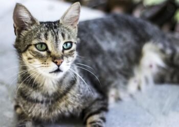 O epidemie fungică mortală se răspândește prin pisici