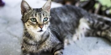 O epidemie fungică mortală se răspândește prin pisici