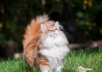 Virusul gripei aviare afectează acum câinii și pisicile