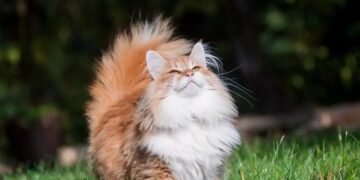 Virusul gripei aviare afectează acum câinii și pisicile