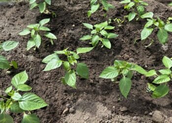 Obține o cultură bună cu acest aliat esențial în creșterea răsadurilor