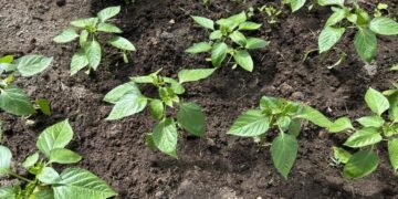 Obține o cultură bună cu acest aliat esențial în creșterea răsadurilor