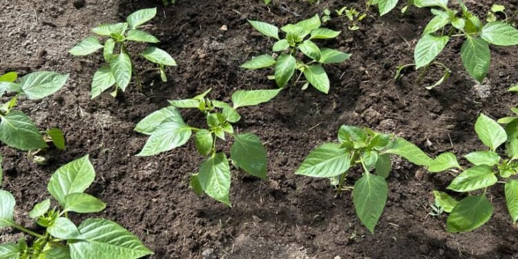 Obține o cultură bună cu acest aliat esențial în creșterea răsadurilor