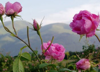 Valea Trandafirilor și mirosul ei amețitor