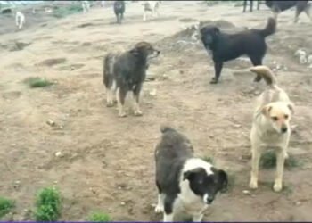 A apărut taxa pe câinii vagabonzi. Plătesc toți locuitorii!