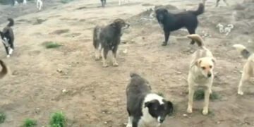 A apărut taxa pe câinii vagabonzi. Plătesc toți locuitorii!