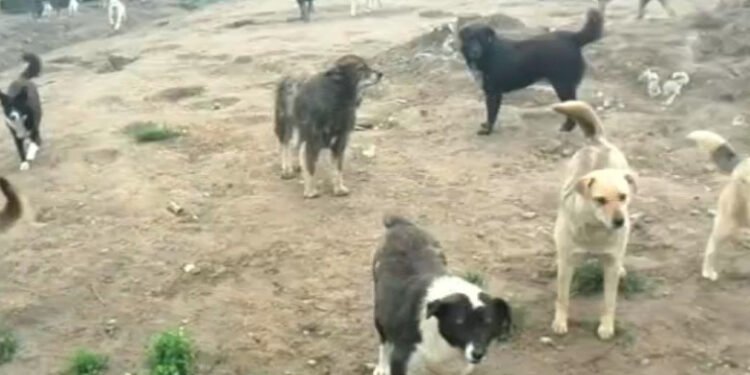 A apărut taxa pe câinii vagabonzi. Plătesc toți locuitorii!