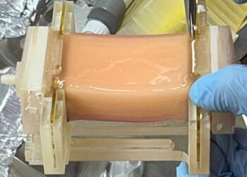 Descoperire revoluționară: cercetătorii japonezi creează carne de cultură groasă și suculentă