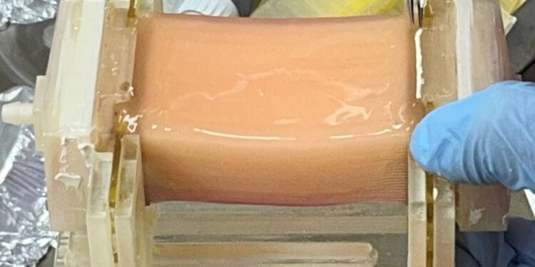 Descoperire revoluționară: cercetătorii japonezi creează carne de cultură groasă și suculentă