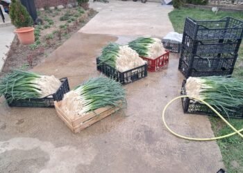 Samsarii cumpără ceapa verde pe nimic