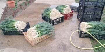 Samsarii cumpără ceapa verde pe nimic