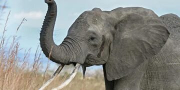 India înlocuiește elefanții vii din temple cu versiuni robotizate, pentru a proteja animalele