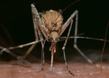 Columbia declară stare de urgență națională din cauza febrei galbene: 34 de decese