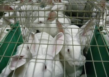 Fermă de iepuri, atacată de urs