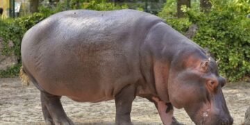 Zeci de hipopotami au murit într-un parc național. Bacteria se transmite la om!