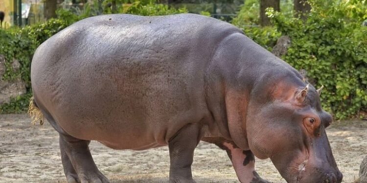 Zeci de hipopotami au murit într-un parc național. Bacteria se transmite la om!