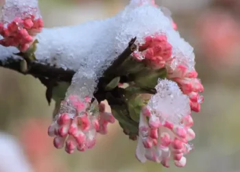 Duminică vine înghețul, pomii – în pericol!