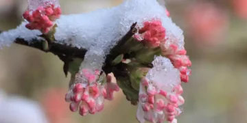 Duminică vine înghețul, pomii – în pericol!