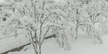 Iarna de 6 zile din aprilie: Un fenomen rar și îngrijorător pentru agricultură