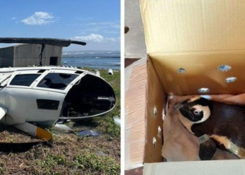 Micul pinguin a doborât un elicopter