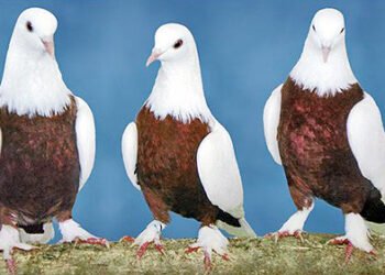 Român arestat în Belgia după ce a furat porumbei de 2,5 milioane de euro. Autoritățile încă îi caută!