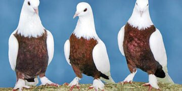 Român arestat în Belgia după ce a furat porumbei de 2,5 milioane de euro. Autoritățile încă îi caută!