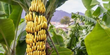 Marcel Ciolacu, întâlnire la nivel înalt cu premierul unei insule bananiere