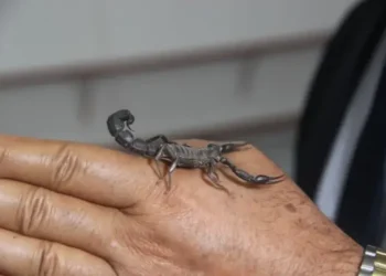 Țara care are zeci de ferme specializate în creșterea scorpionilor