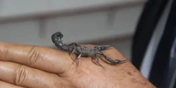 Țara care are zeci de ferme specializate în creșterea scorpionilor