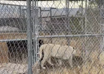 I-au găsit acasă șapte tigri