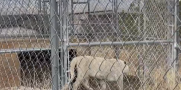 I-au găsit acasă șapte tigri