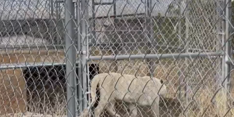 I-au găsit acasă șapte tigri