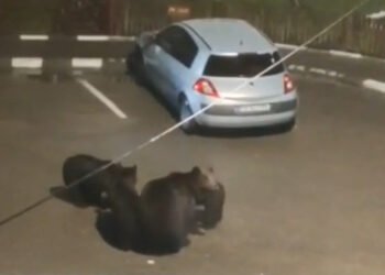 Oraş terorizat de urşi. Sunt ca la ei acasă!