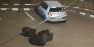 Oraş terorizat de urşi. Sunt ca la ei acasă!