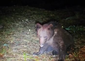 Ursoaică cu pui, într-o comună din Gorj