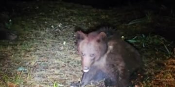 Ursoaică cu pui, într-o comună din Gorj