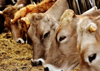 Nou focar de febră aftoasă în Ungaria, la granița cu Austria și Slovacia