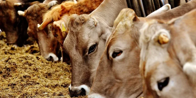 Nou focar de febră aftoasă în Ungaria, la granița cu Austria și Slovacia