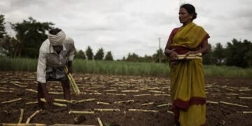 Infernul plantațiilor de trestie de zahăr în India