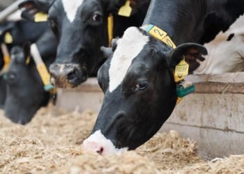 Ferme de bovine în carantină, din cauza virusului H5N1