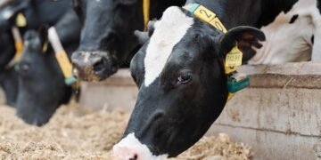 Ferme de bovine în carantină, din cauza virusului H5N1
