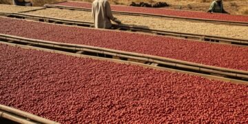 Cafeaua Harrar nu este pentru cei grăbiți