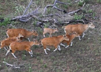 Operațiune spectaculoasă în Cambodgia: 16 bantengi salvați din pădurile amenințate și mutați cu elicopterul într-o rezervație naturală